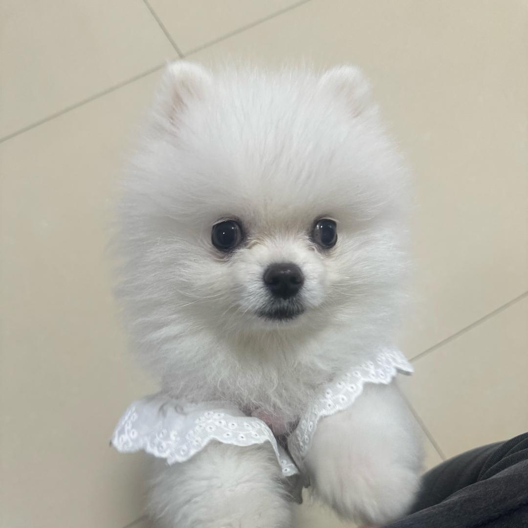 (♡˙︶˙♡)薄书