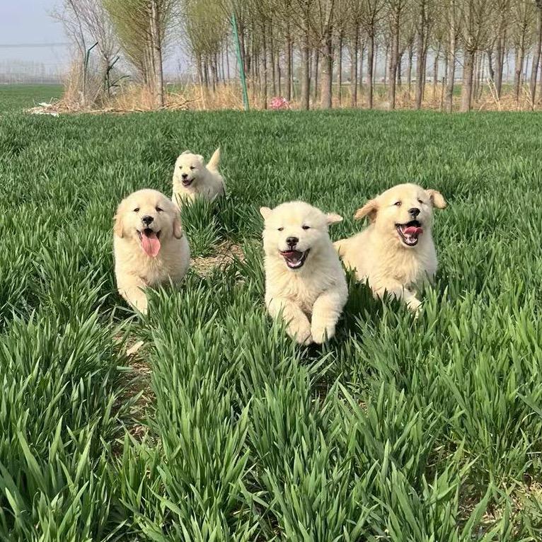 我的金毛小院