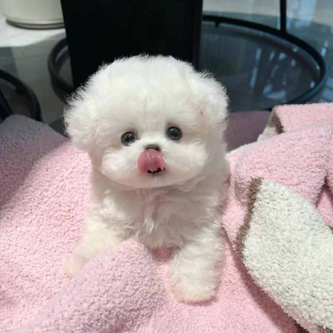 靓起来小熊熊◔.̮◔✧