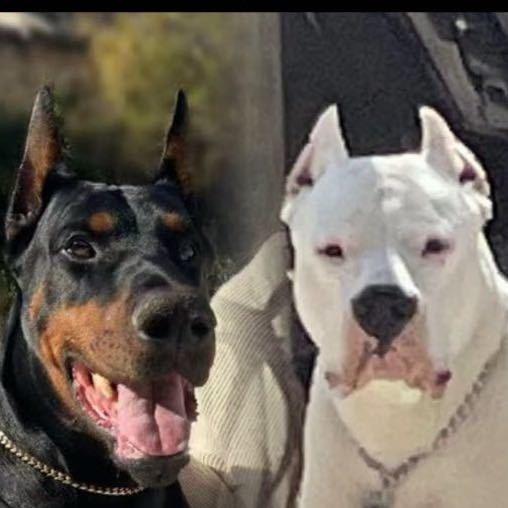 凯凇犬舍