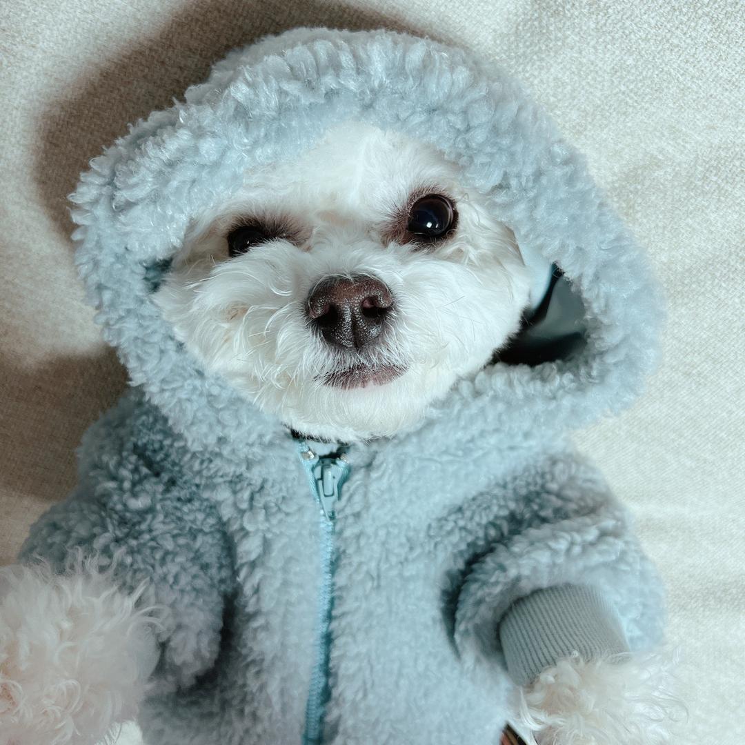 阿毛不吃鱼