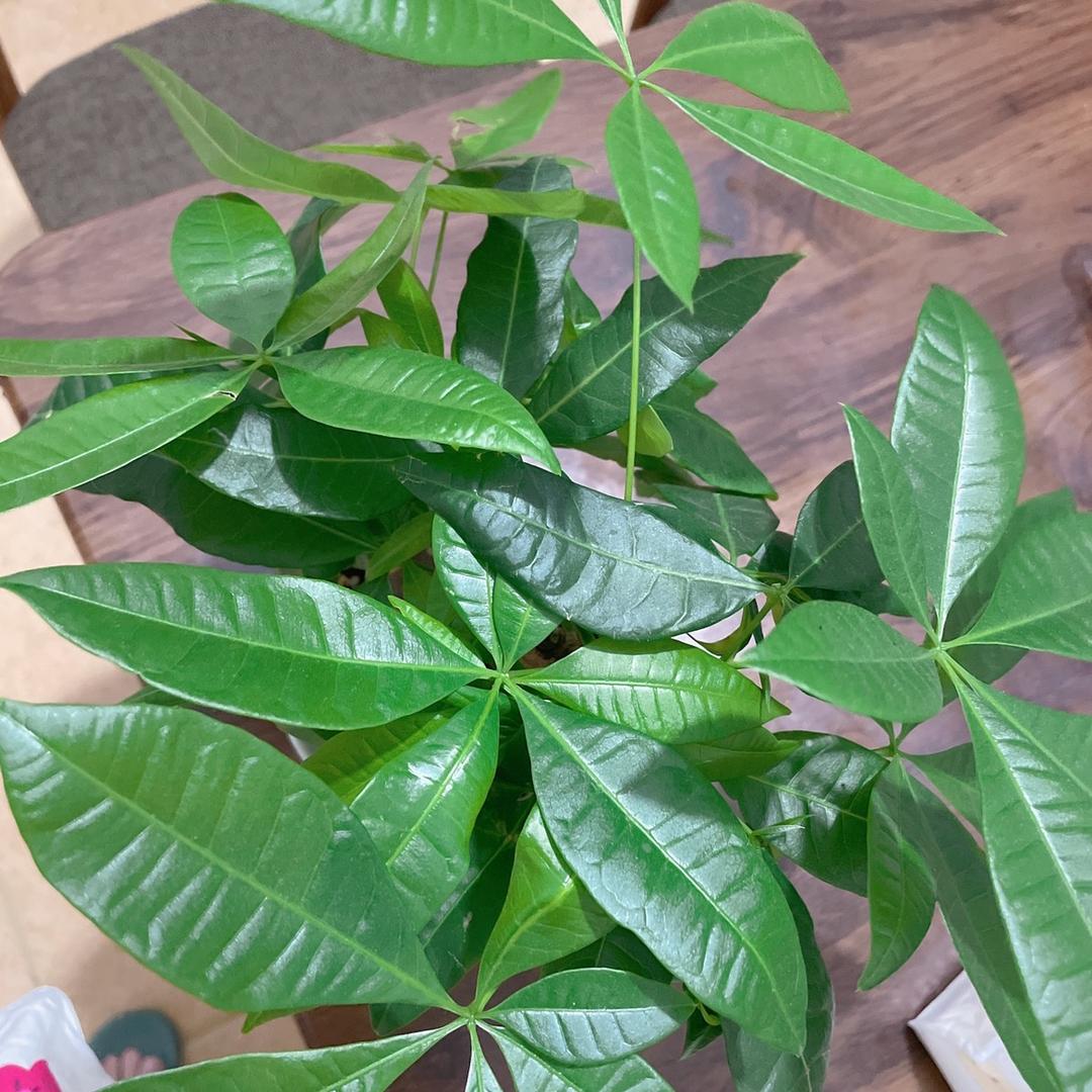 🍃是兰儿呀🌸