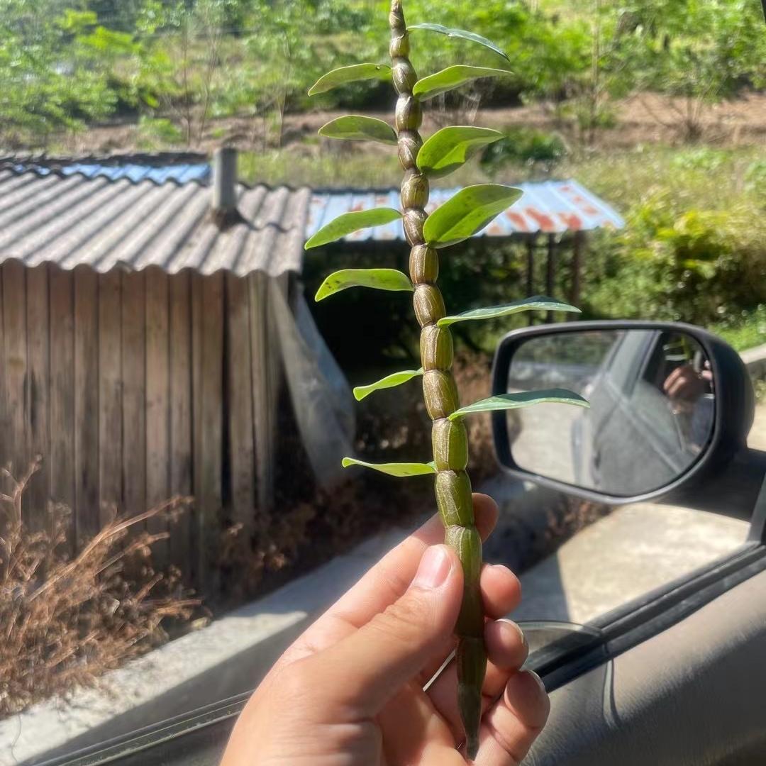 涵苑养生滋补专营