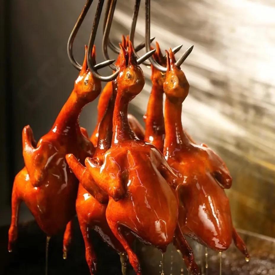 乳鸽鸽.鸽子🐦