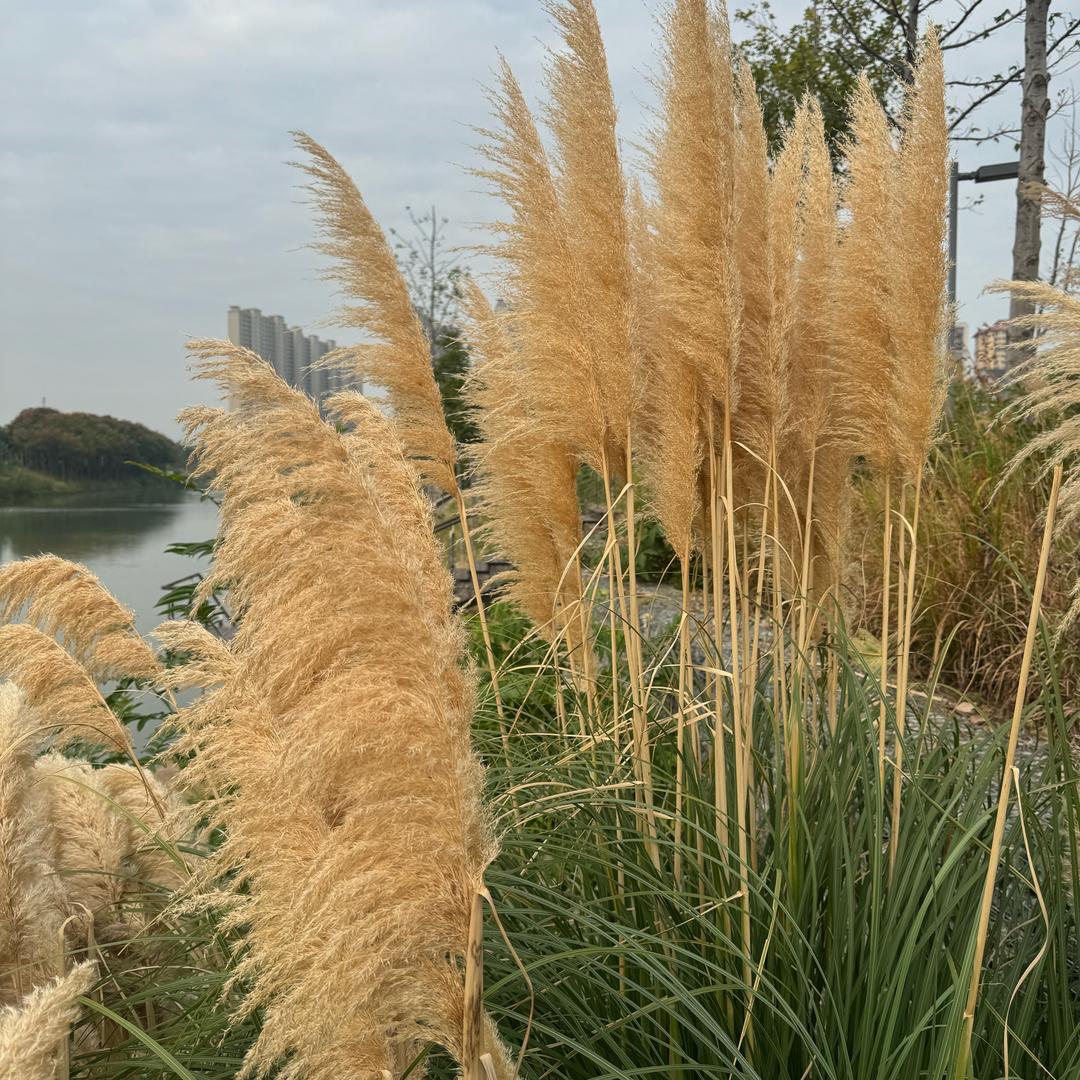 玉（广西金玉化妆品商行）（勿连赞）