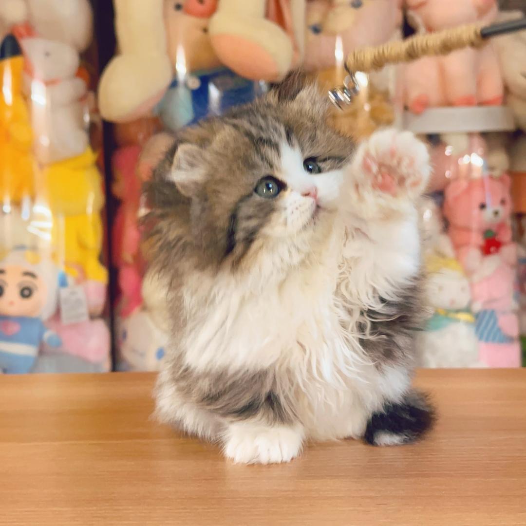 重庆喵世界猫舍（胖虎直播号）