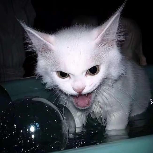 哇塞鱼