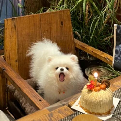 喜宠天降·手作零食