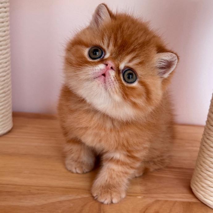 玛卡巴卡এ᭄ོ🤪