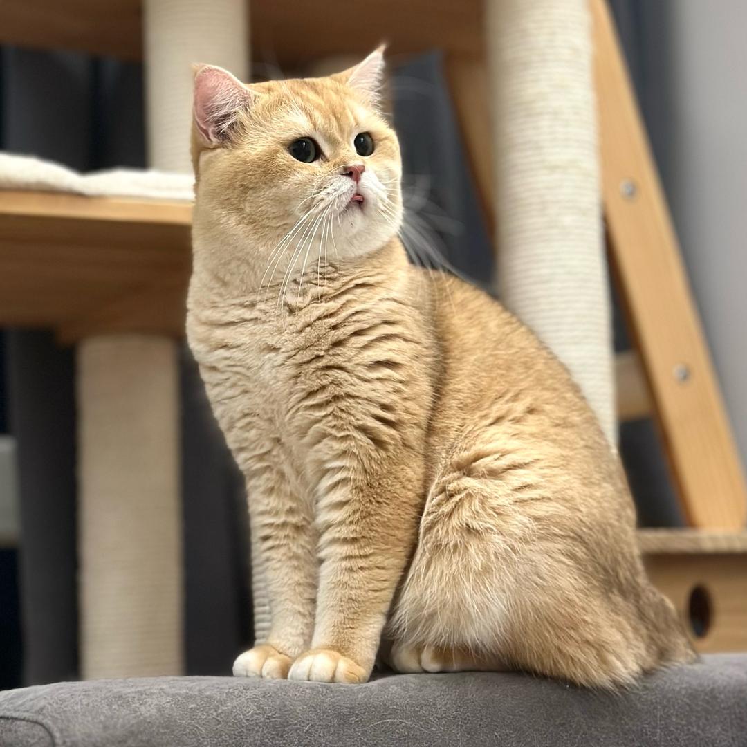 肥膏猪一家