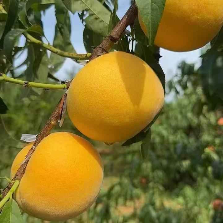 祖国好儿女好物优选