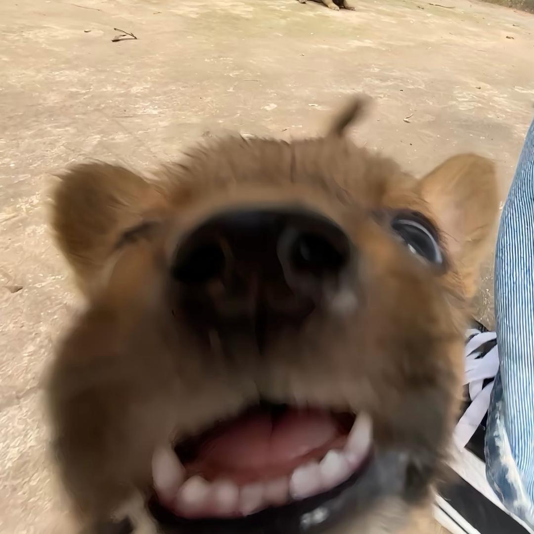 不要撕嘴皮🌹