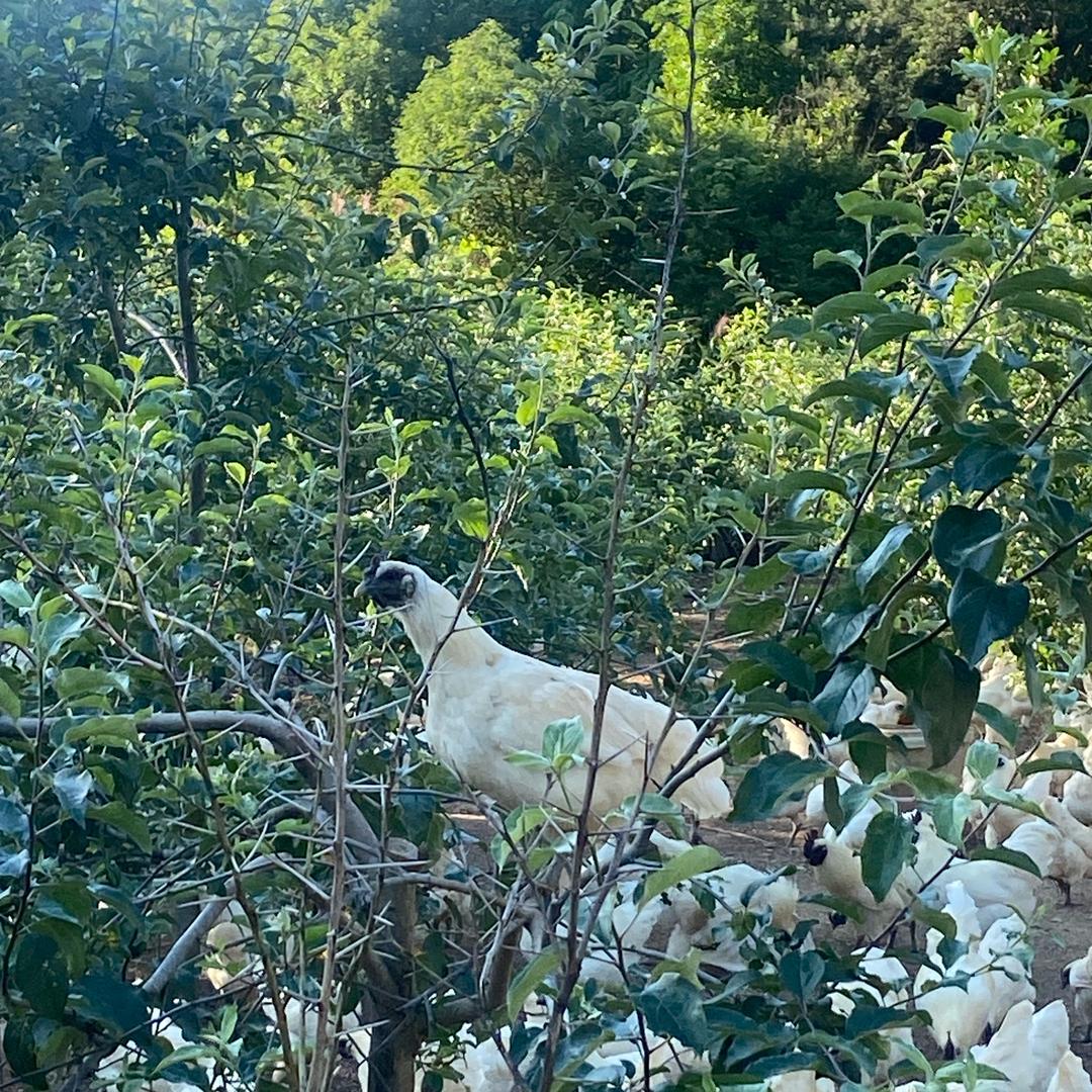 江山白毛乌骨鸡
