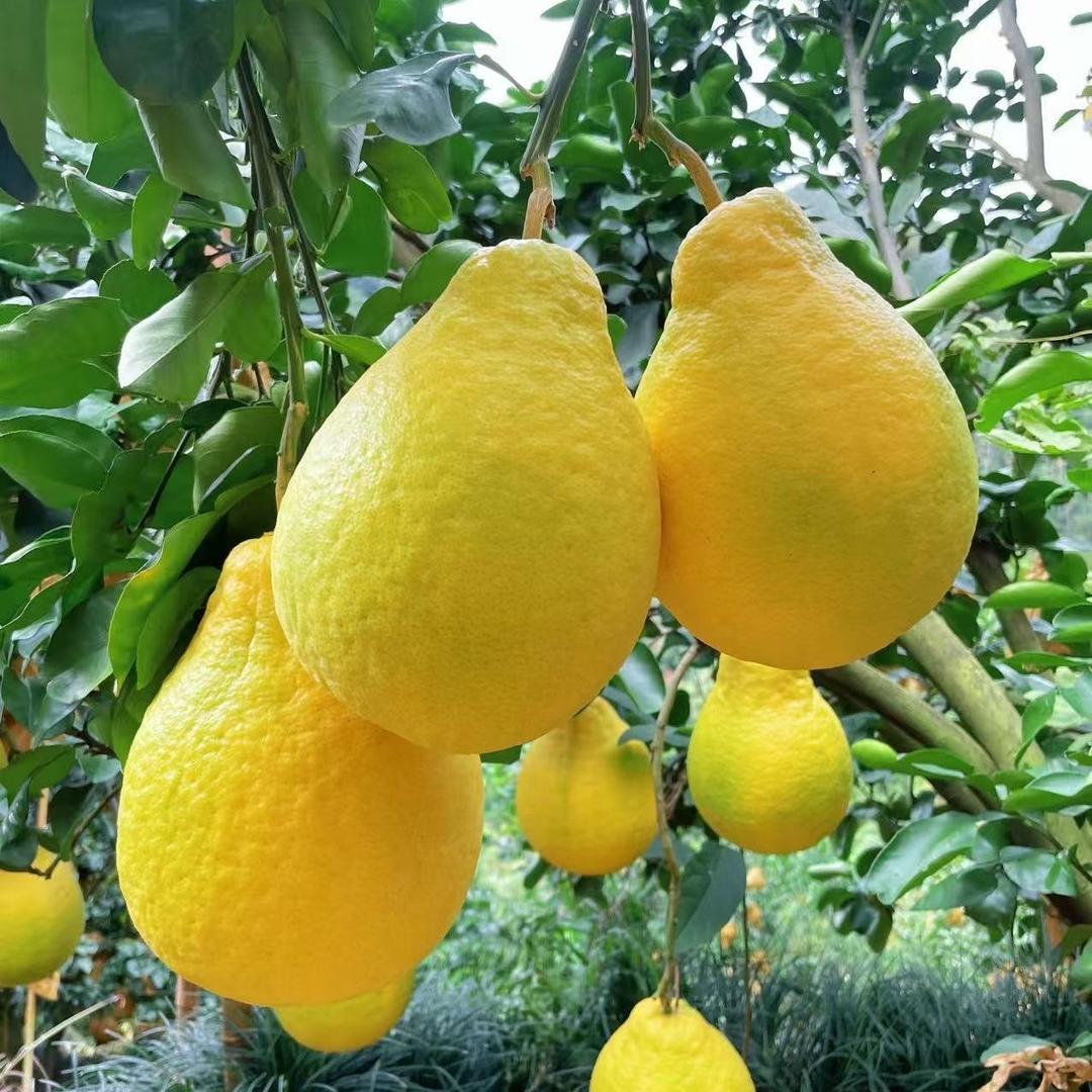 鲜果匣子甄选店