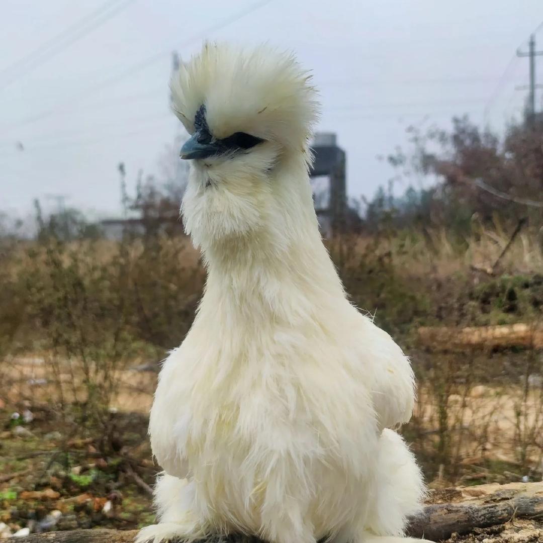 江西泰和乌鸡产地（小罗）