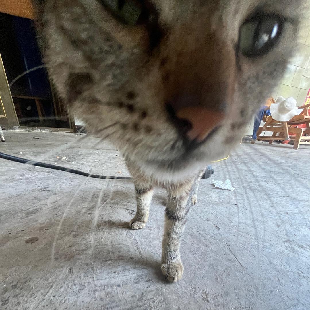 大猪小pig