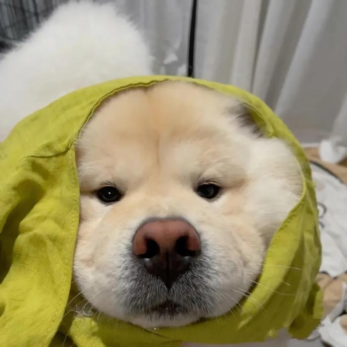 富贵儿