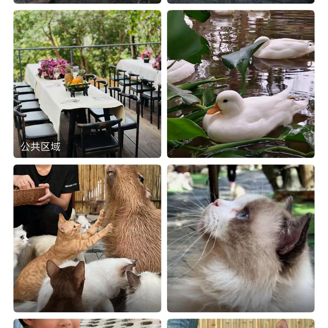 夜猫森林～稳稳