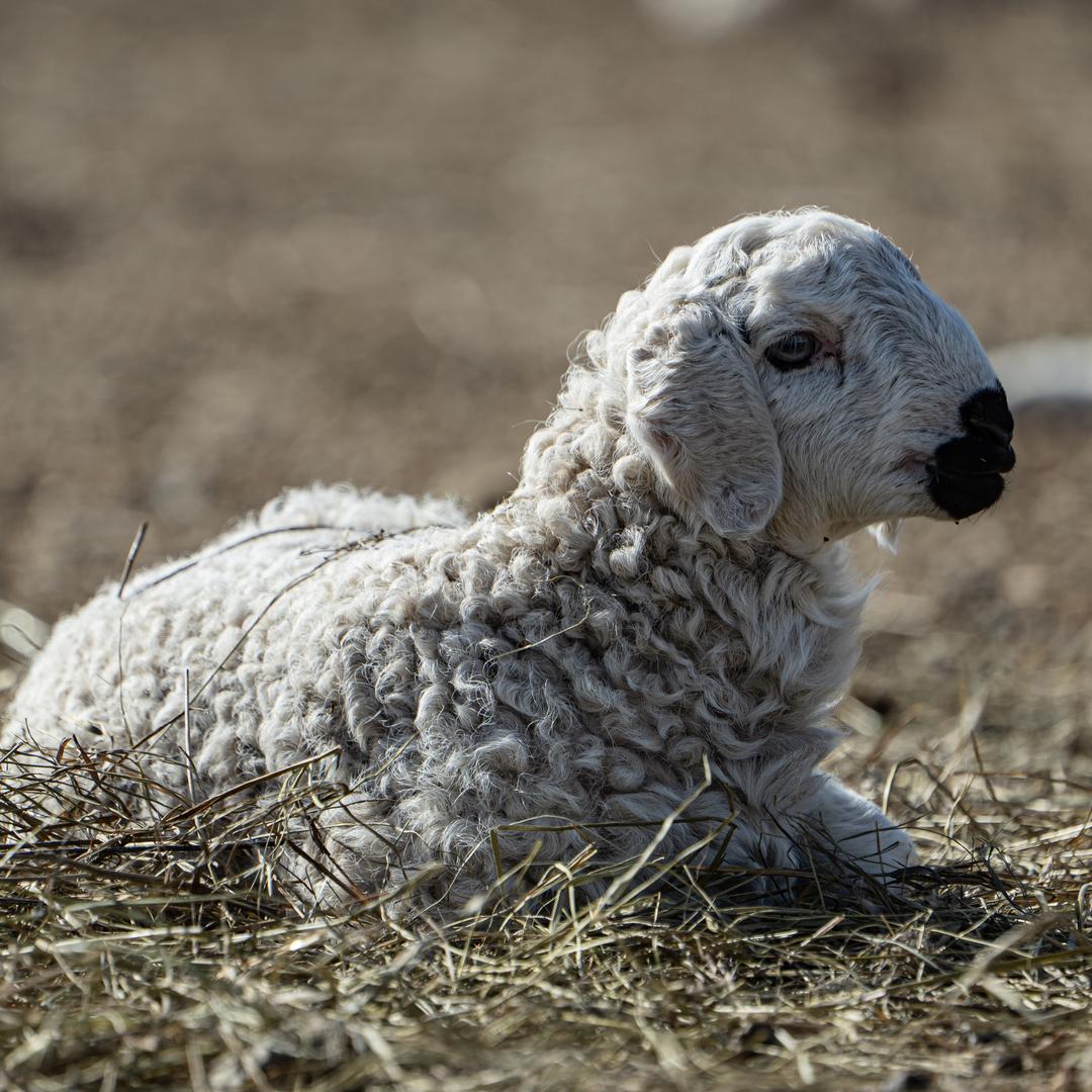 图日嘎腾家庭牧场