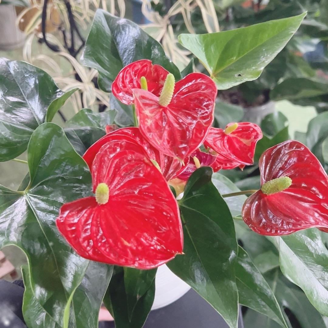 嘉嘉花卉