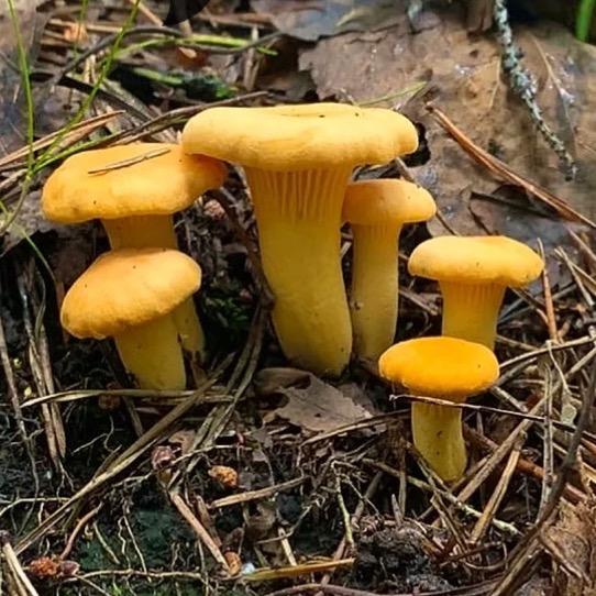 云楚菌菇