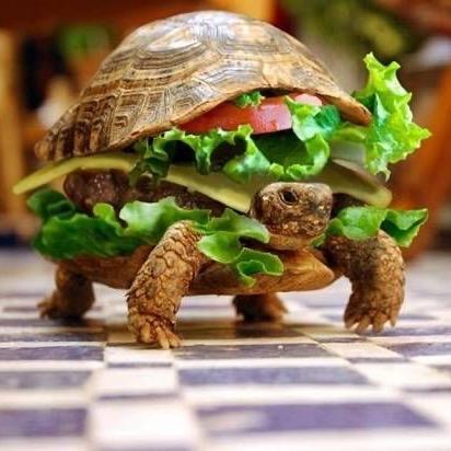汉堡夹心龟🐢