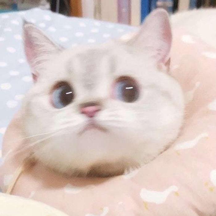 草莓味的胖vv