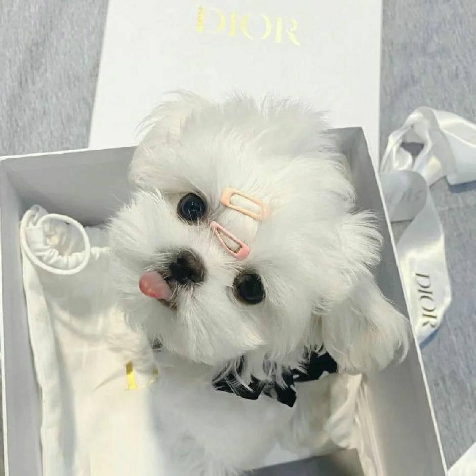 盛吉房地产小小