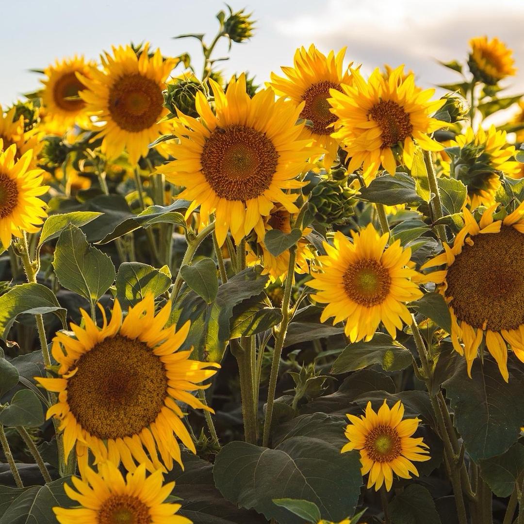 🌻人心浅薄🌻