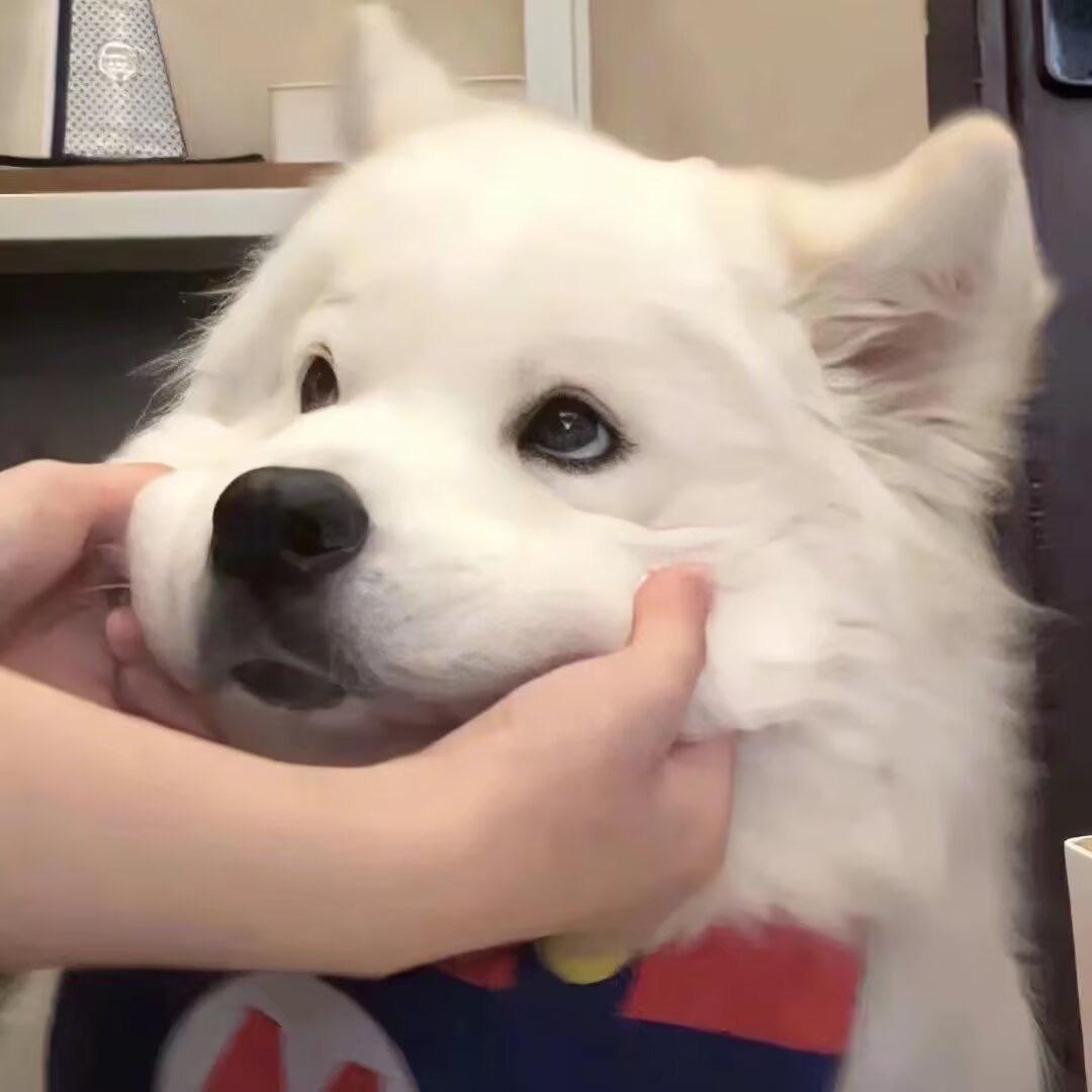 小殇ovo