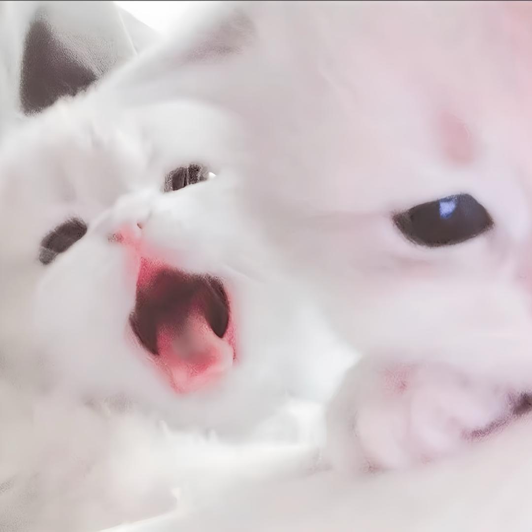 ᳐ 小猫  ᳐੭