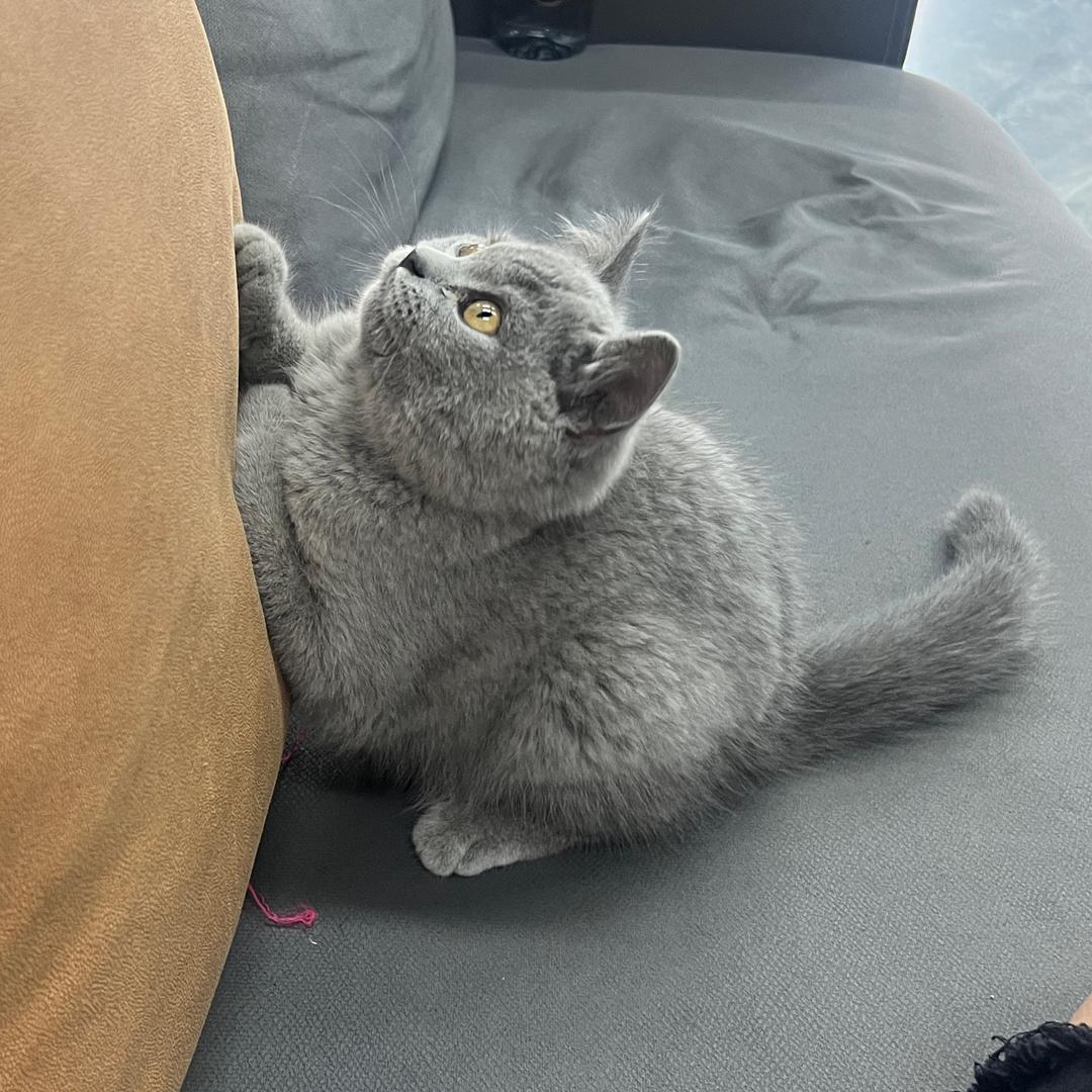 章鱼小丸子