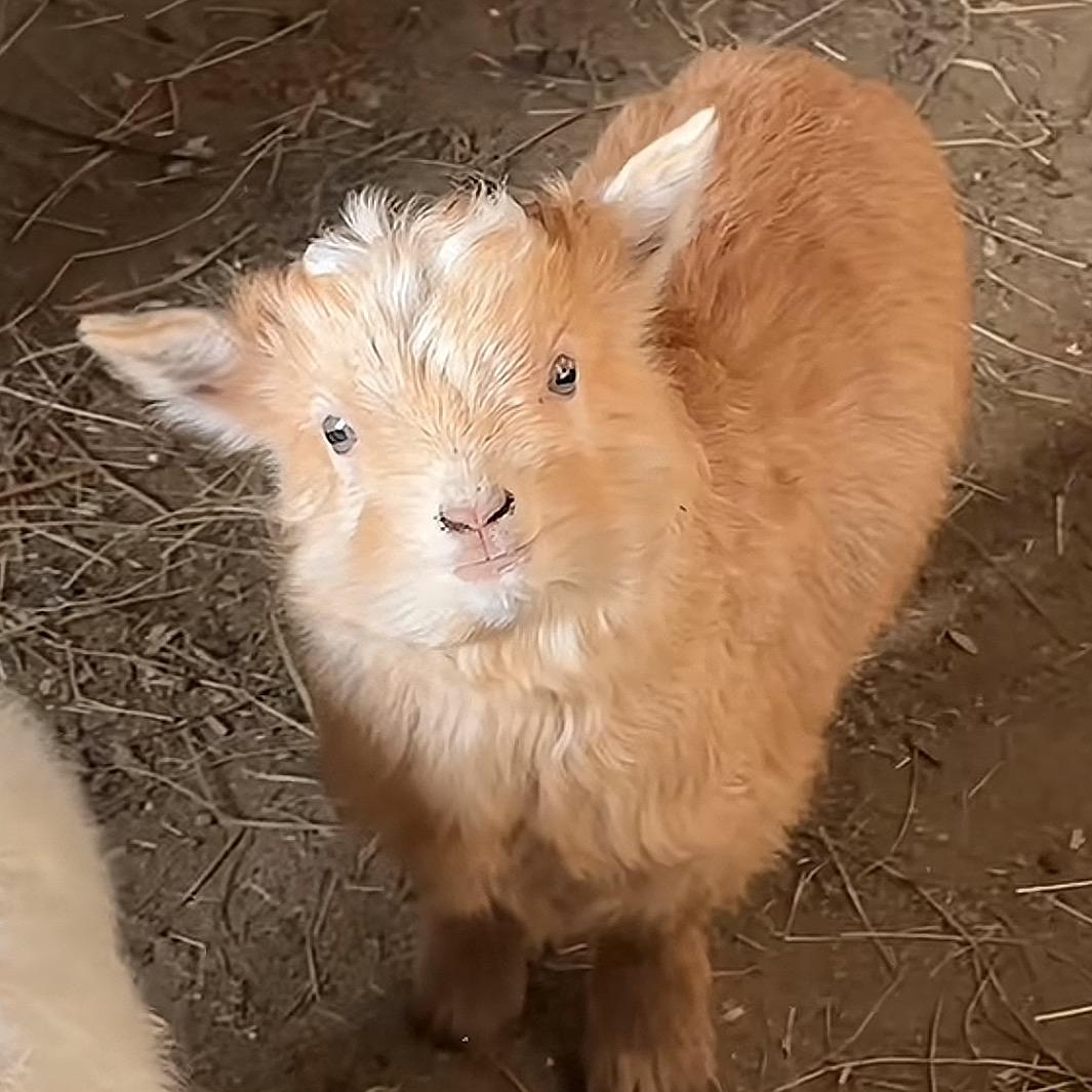 红警表哥（易爆）