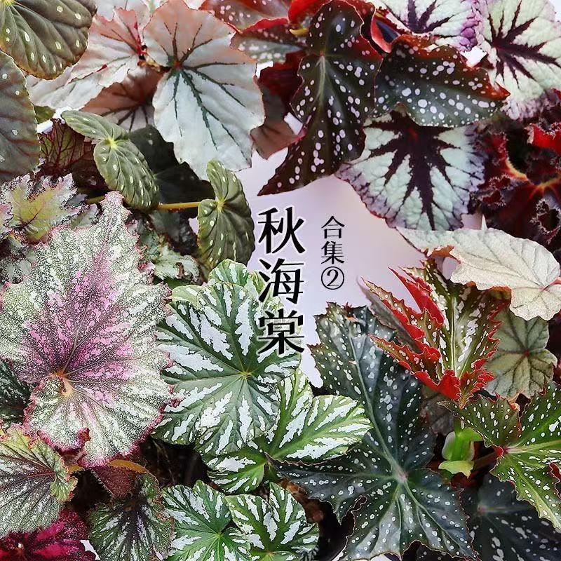 彤茹欣花卉