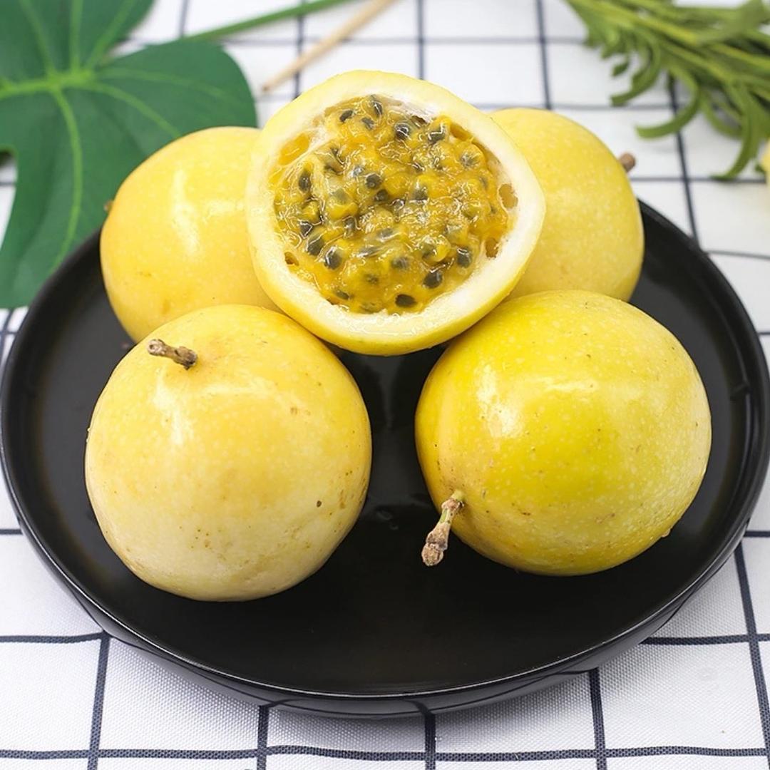 心心果树苗