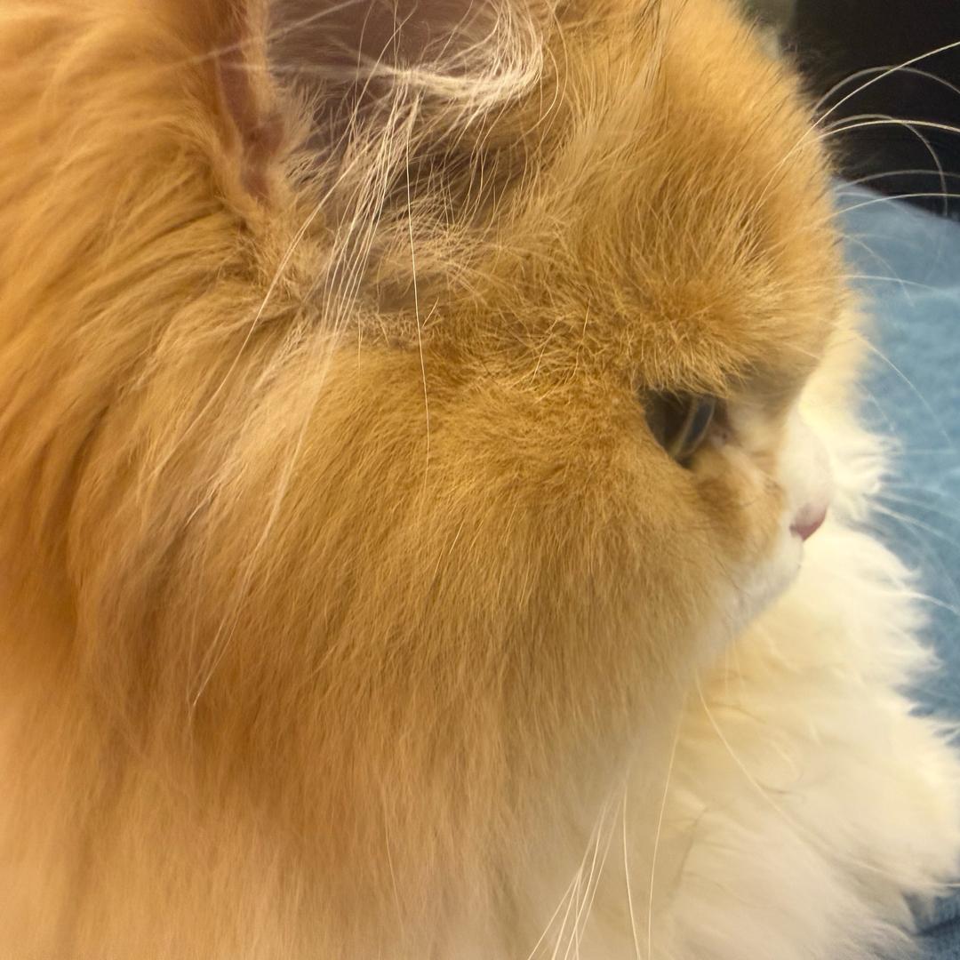洋桔梗🐾