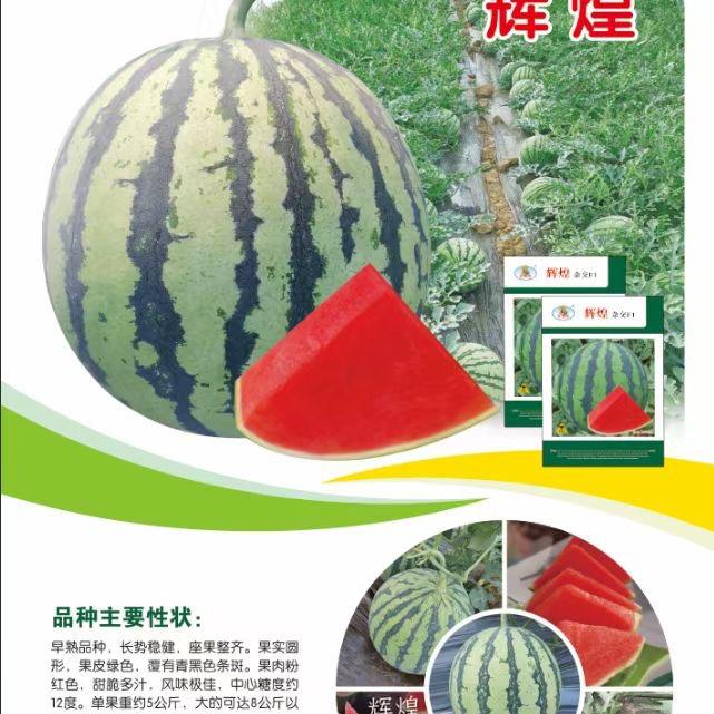 农科院的蔬菜种子