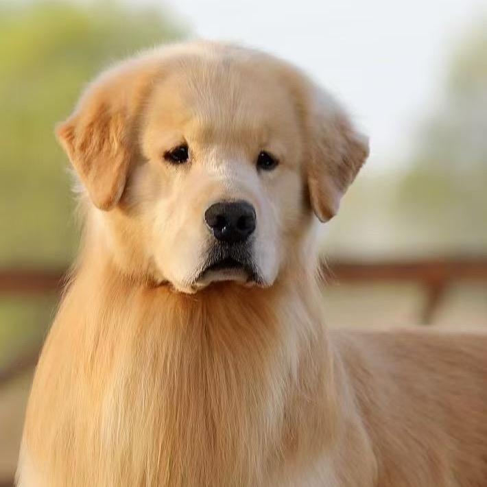 养猪人