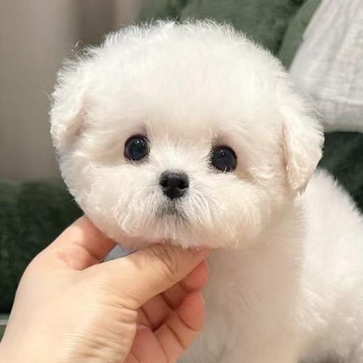 糖宝是只小比熊