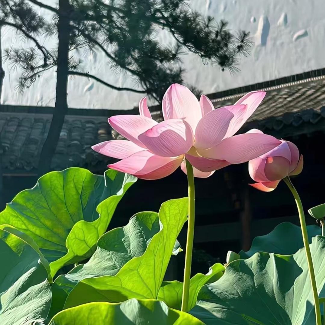 心有大山海
