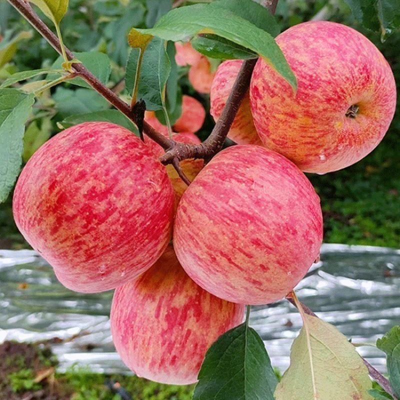 果真香水果铺子