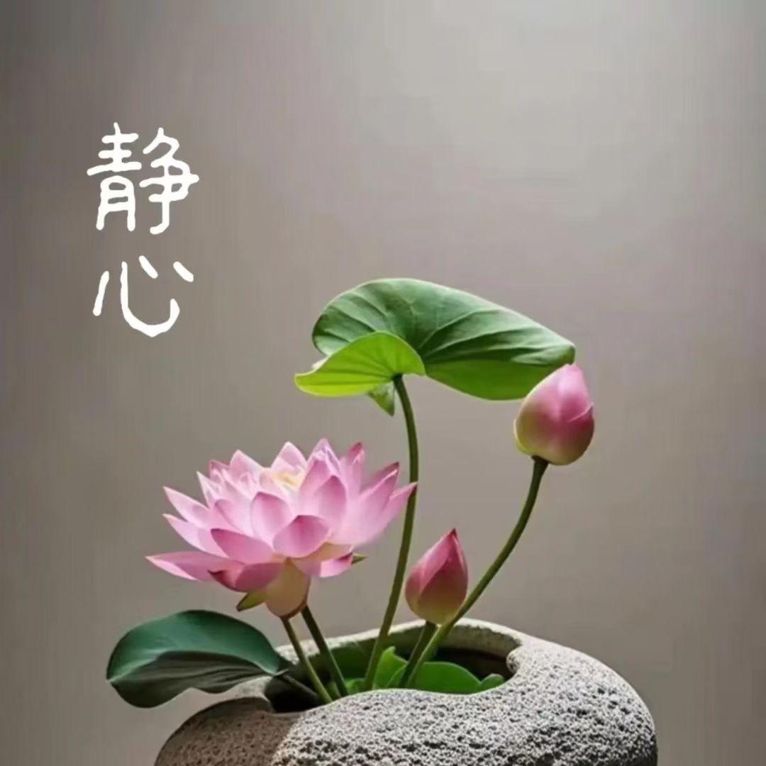 浅雅蔷微落单身