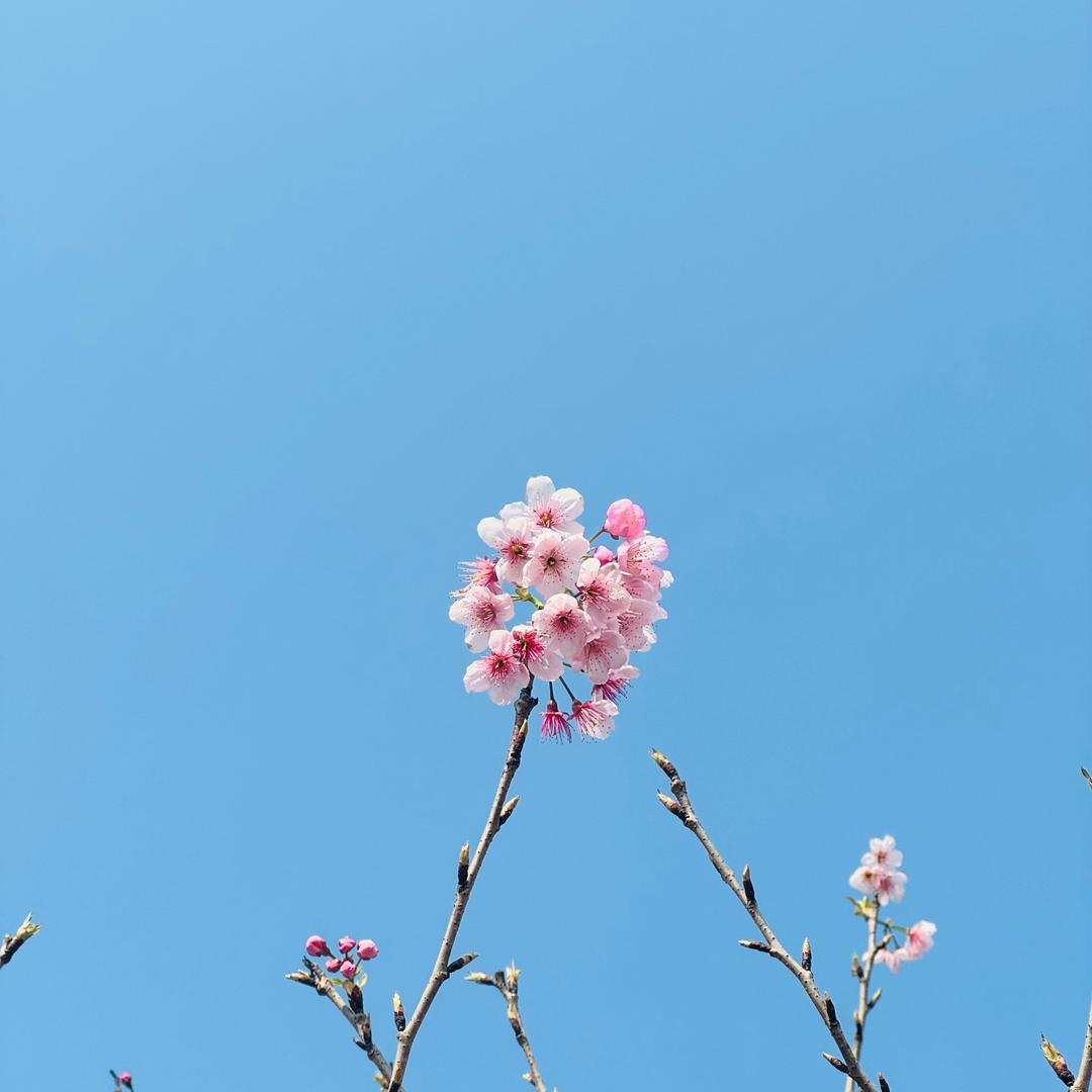 辛采尼