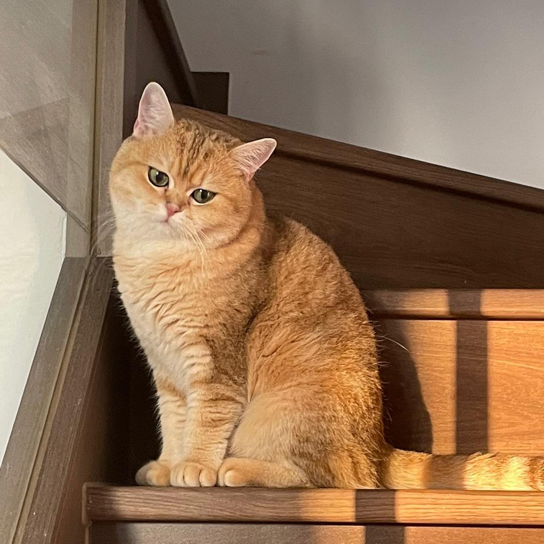 喜欢小🐟（绘画）