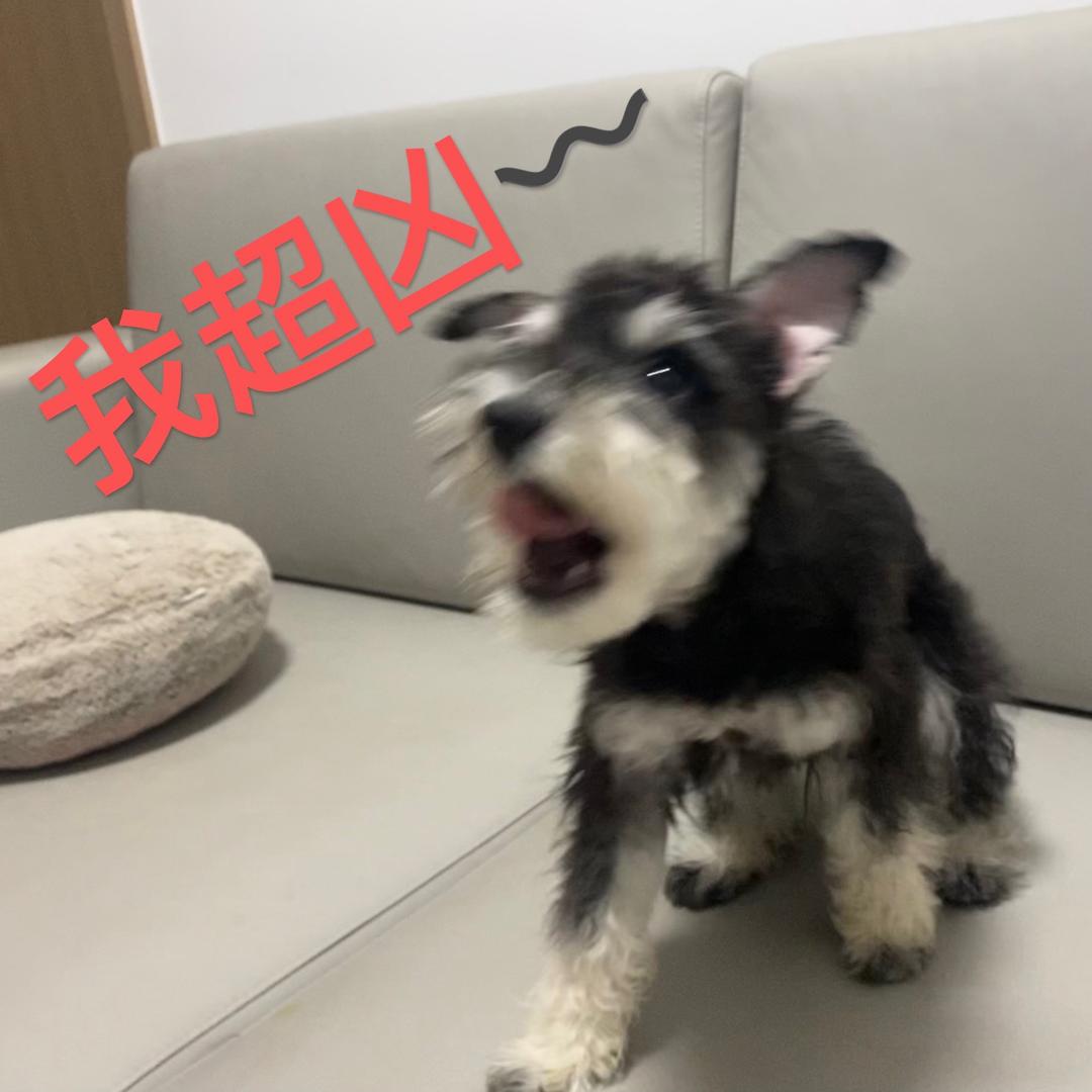 梦琦兜兜有米₍˄·͈༝·͈˄*₎◞ ̑̑