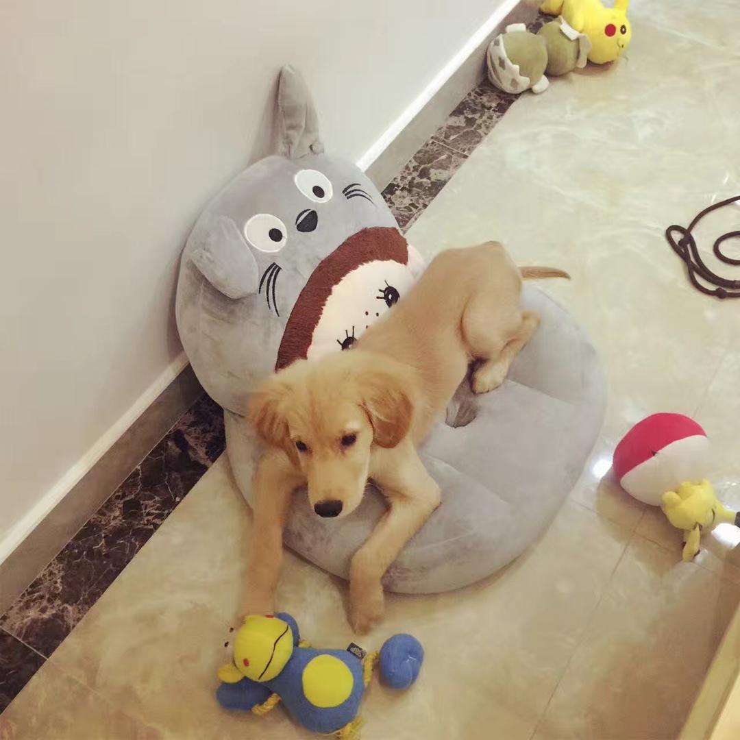 林有鱼