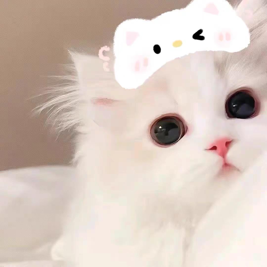 小猫没烦恼