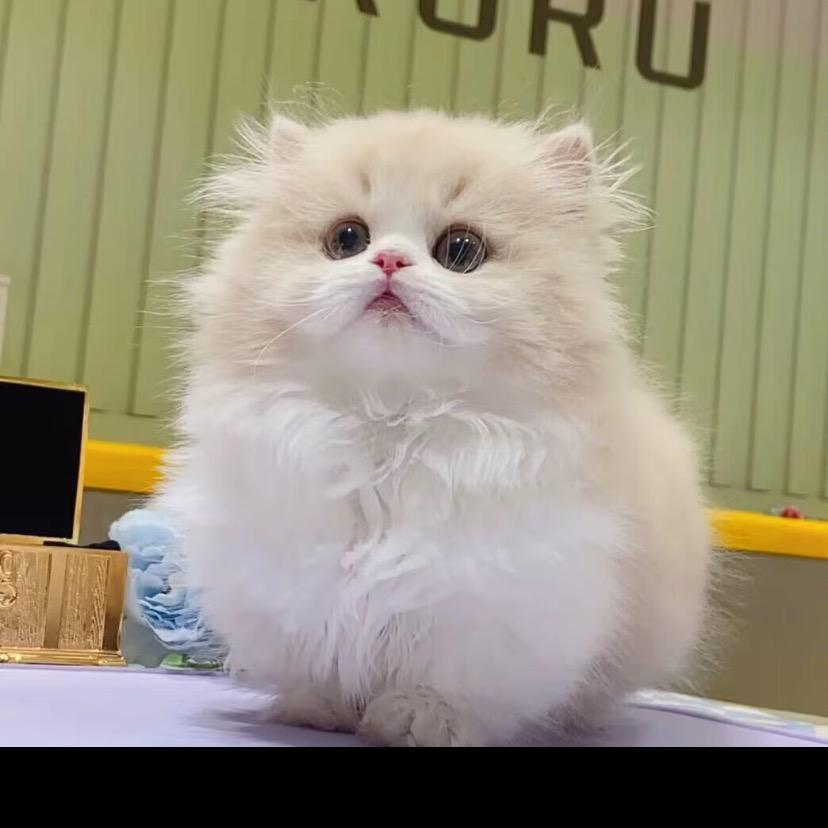 矮蹶子的家