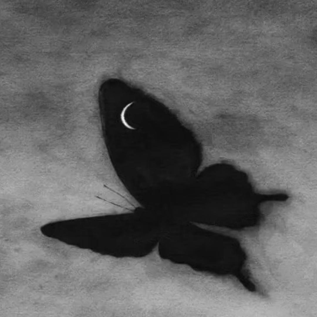 电子蝴蝶🦋