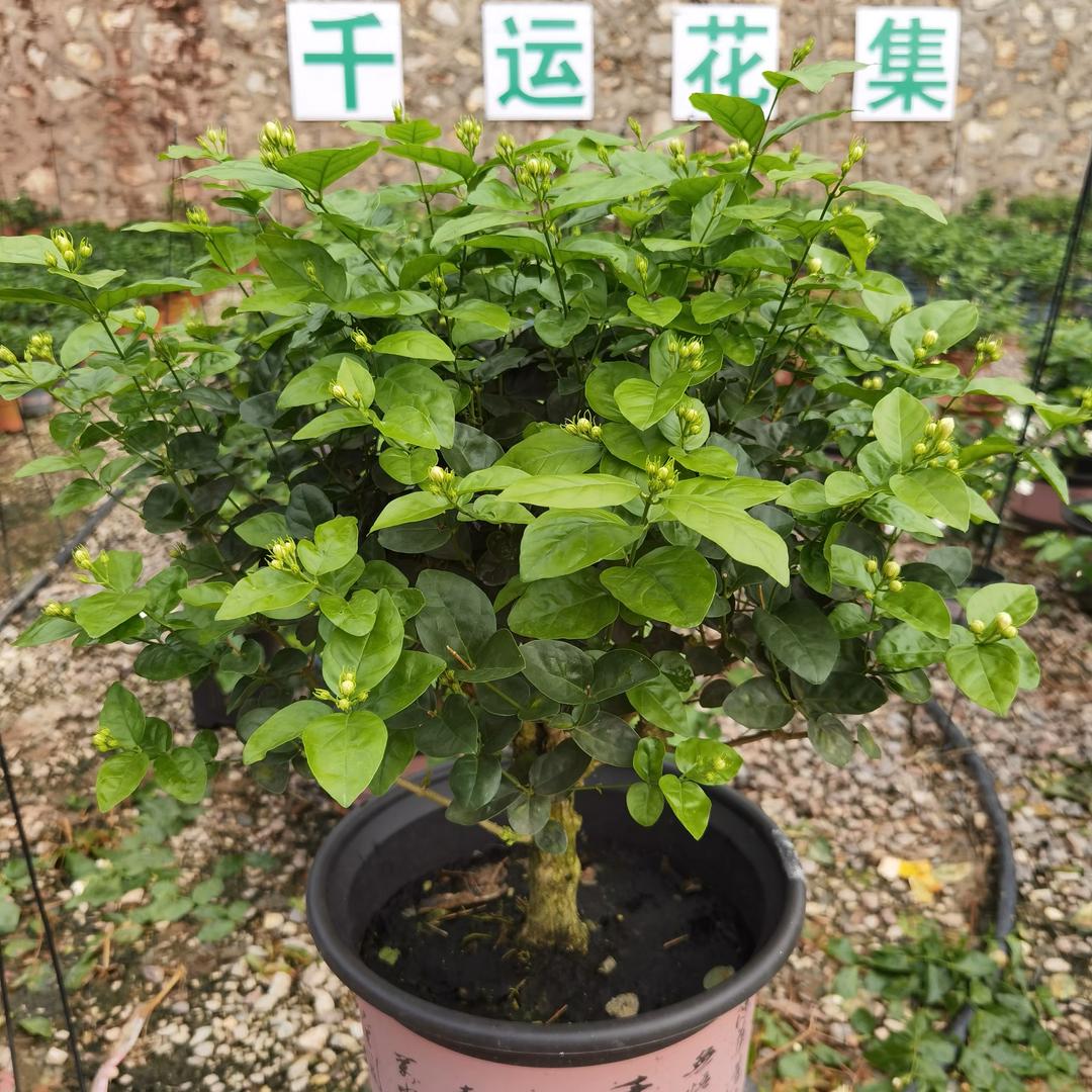 千运花集-横县单杆棒棒糖重瓣茉莉花